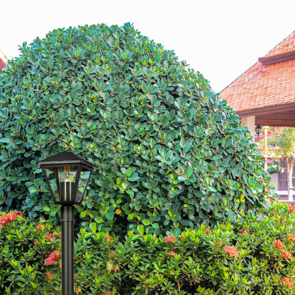 Luz de jardín tipo bollard negra E27, ideal para iluminar senderos en jardines modernos y espacios al aire libre.